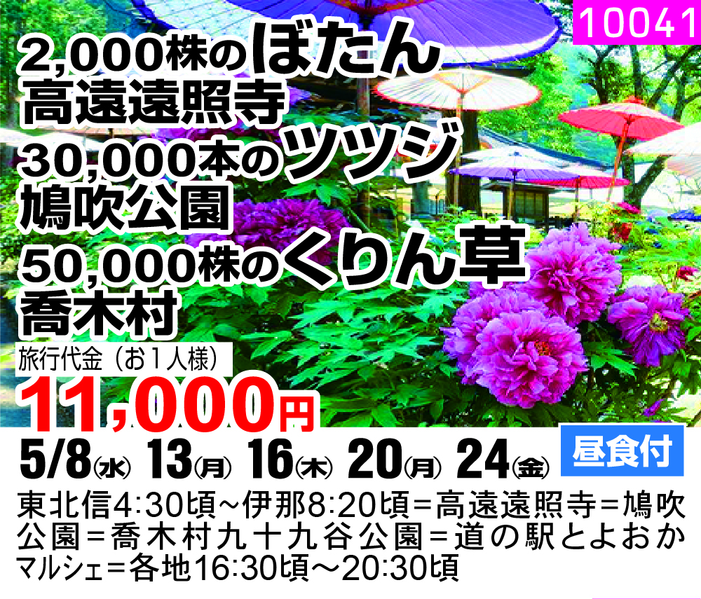 2,000株のぼたん 高遠遠照寺 30,000本のツツジ 鳩吹公園 50,000株のくりん草 喬木村