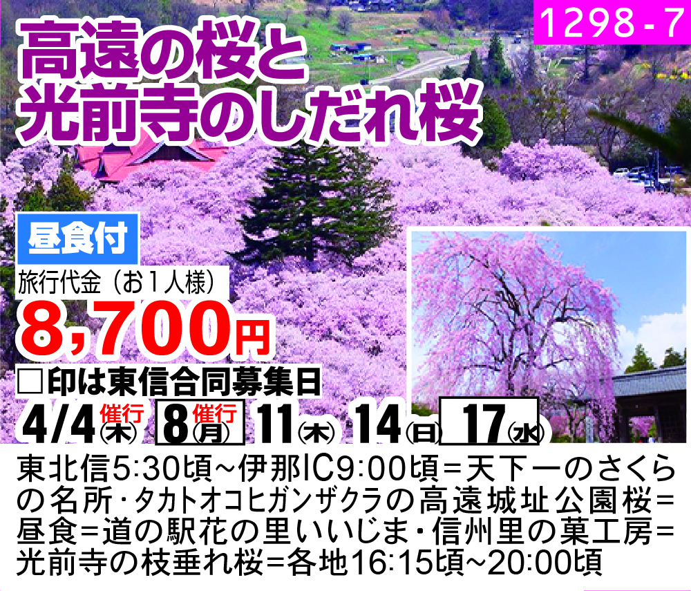 高遠の桜と 光前寺のしだれ桜